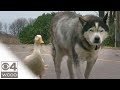 The Unlikely Friendship Of Max And Quackers