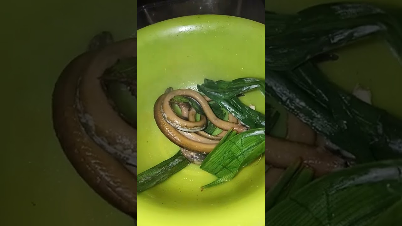 racikan umpan jitu harian dan galatama lele || belut kukus 100% gacor.