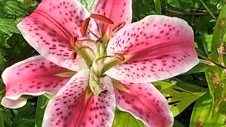 The Astrology of August 3, 2026: Chiron stations Rx in Taurus...