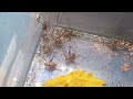 Ostafrikanische Höhlengrille / Phaeophilacris bredoides