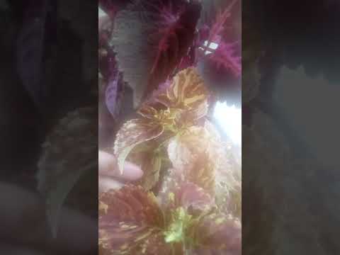 वीडियो: इनडोर पौधों के लिए फिटओवरम: प्रजनन कैसे करें? उपयोग के लिए निर्देश। विभिन्न रंगों का प्रसंस्करण