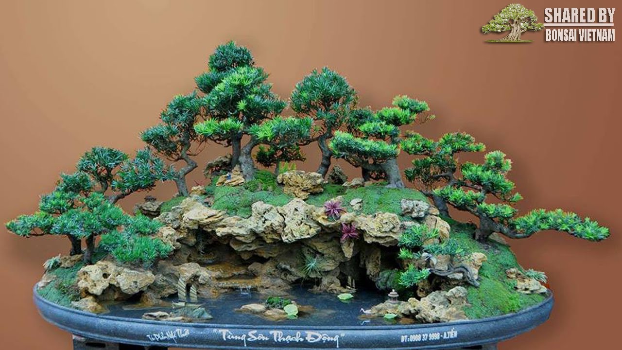 Top 50 mẫu tiểu cảnh rừng bonsai đẹp và độc đáo nhất