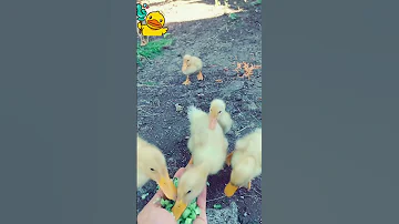 افراخ البط جائعه وتريد الطعام انظر ما اجملها Arabic Duck دويتو Cute Nature Birds اكسبلور Ani 