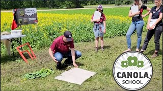 Canola School: Understanding the diamondback moth life cycle