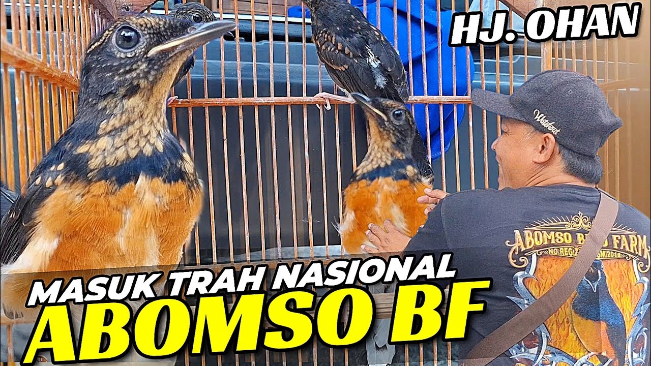 MASUK TRAH NASIONAL‼️ PASTOL DAN TROTOL DARI ABOMSO BIRD FARM.