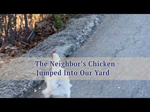 The Neighbor’s Chicken