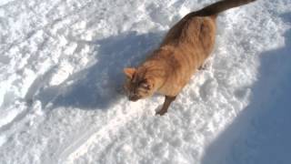 ネコの雪中行軍（１） screenshot 3