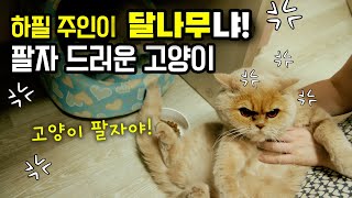 하필 주인이 돈없는 웹툰작가! 팔자 드러운 고양이 박춘봉