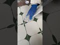 groutfillingconstruction #grouting #tiles