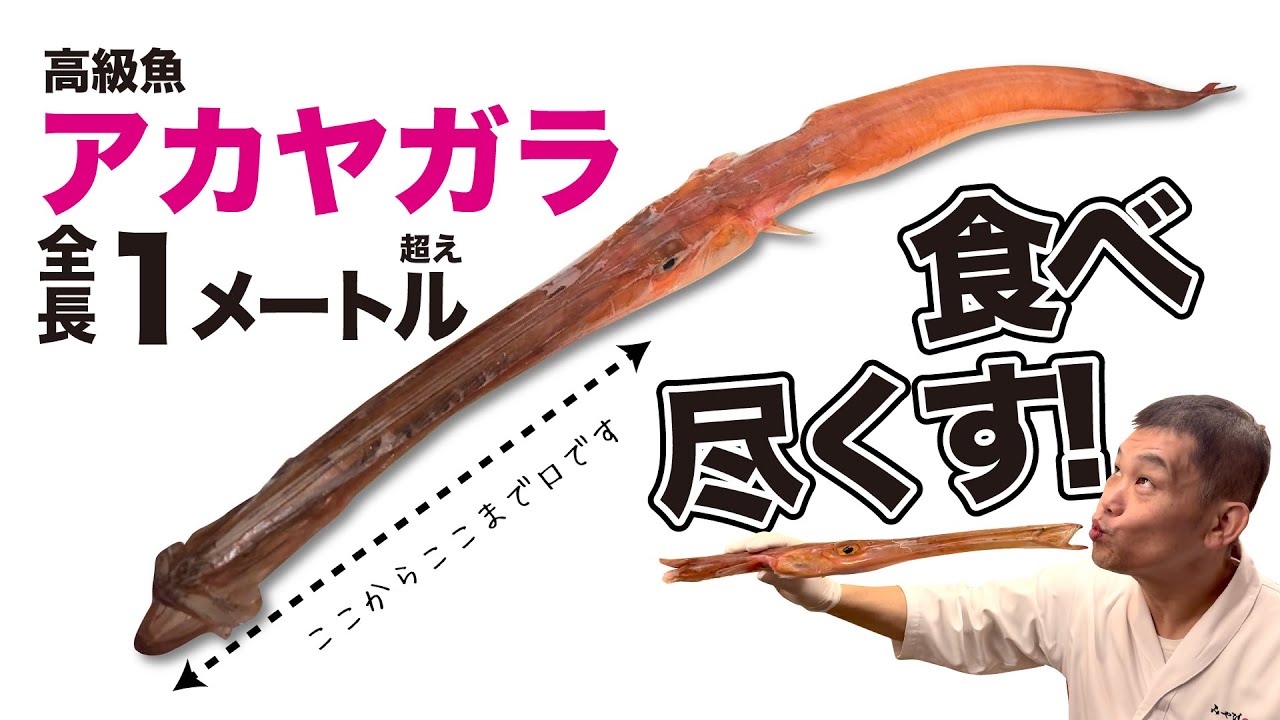 高級魚アカヤガラを和食で食べ尽くす！居酒屋 雅屋赤坂店