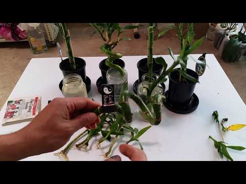 Video Cách Trồng và Nhân Giống Cây Phát Lộc - Toan Trinh - youtube