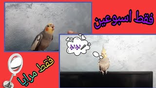 طريقة تعليم عصفور الكوكتيل الكلام???