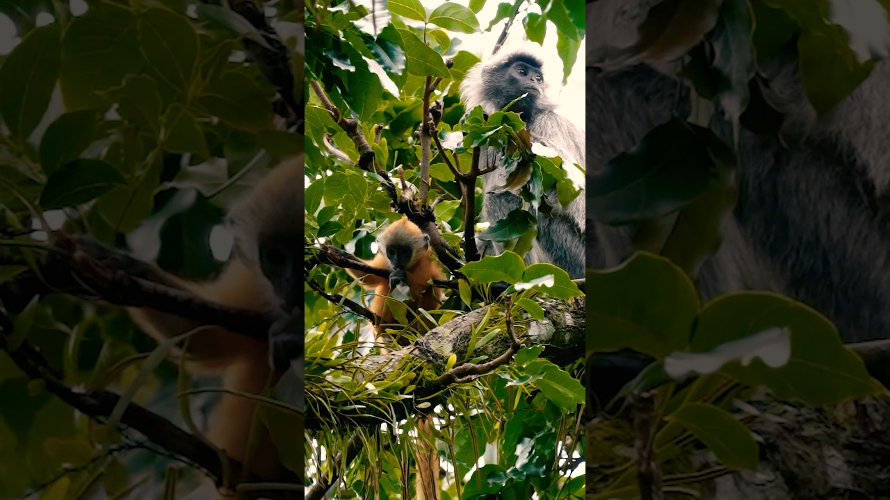 Why Is This Baby Bright Orange? | Silvered Leaf Monkey 🐒🌿