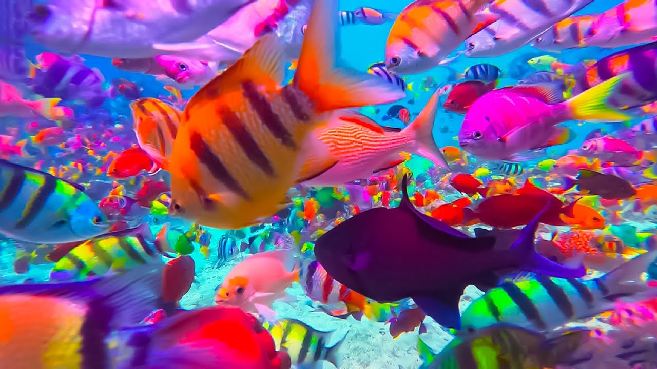 5.Aquarium Pecah Menjadi Aquascape Rame Ikan