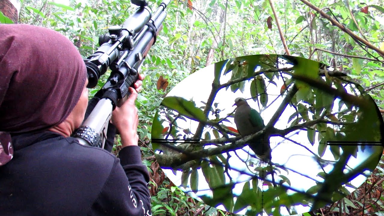 BERBURU BURUNG MERPATI HUTAN BUAT DI MASAK..
