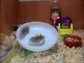 ハムスターの動画　回し車　「吹っ飛ぶハム君達」
