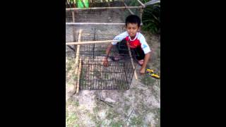 Perangkap Musang
