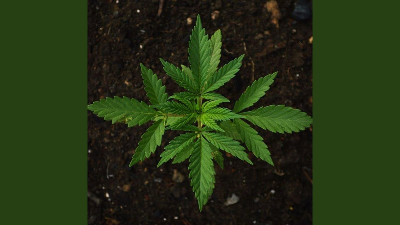 Watch Sick Six 6 on YouTube Watch Sick Six 6 on YouTube