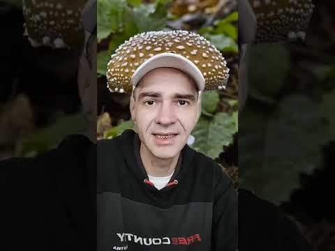 #микродозинг Какой гриб выбрать и сколько?