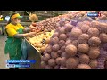 Сколько будет стоить картофель к Новому году в Крыму