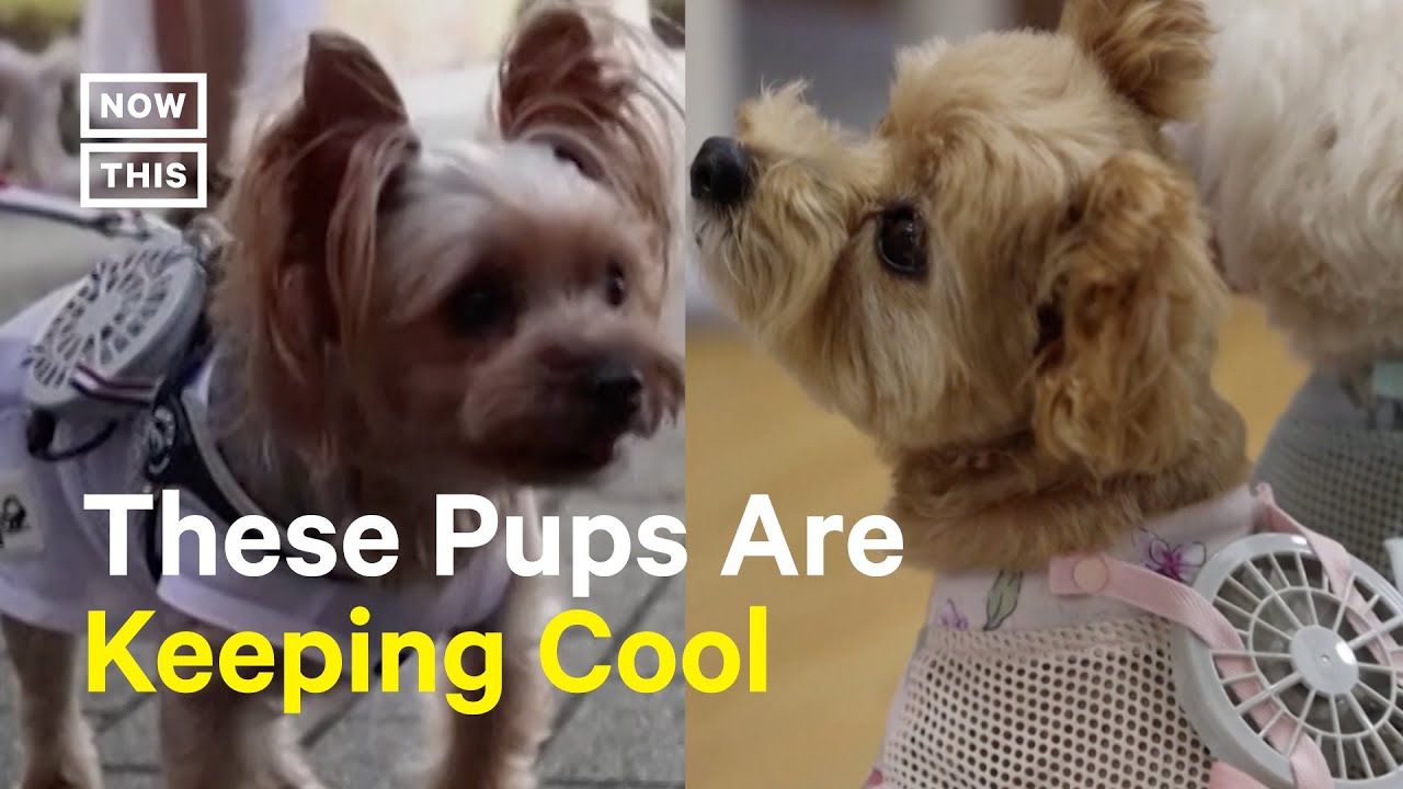 Cooling Outfits Help Dogs Take On Heat Waves YouTube