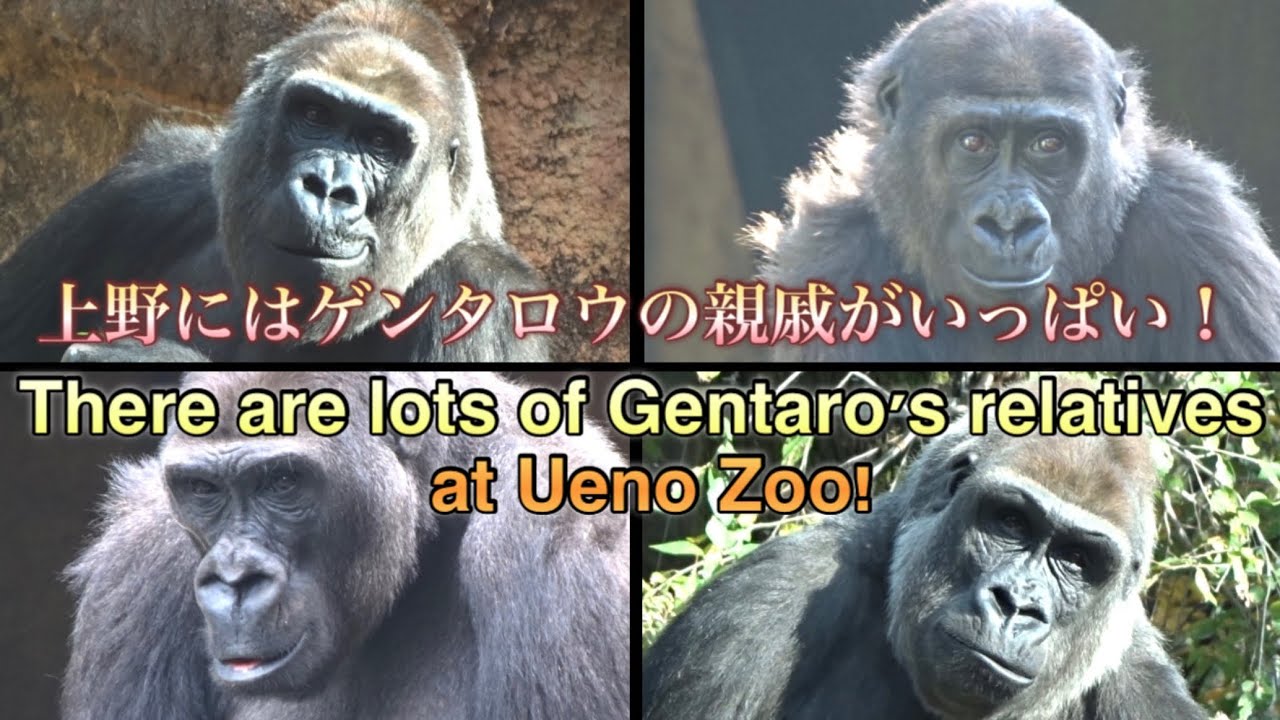 ポテトゴリラマザーページ　いつもありがとうございます♡ Gorilla⭐️ I also got to see Momotaro's mother and siblings for