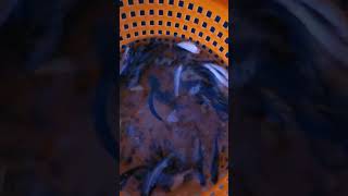 Fresh Bait For The Day Threadfin Shad. We Are Letting The Scales Wash Out Before Going In Bait Tank