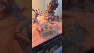 All Star Animal Trapping Snake Removal compilation All Star Animal Trapping Snake Removal compilation