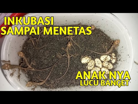 Video: Cara Mengenal Ratu Semut: 7 Langkah (dengan Gambar)