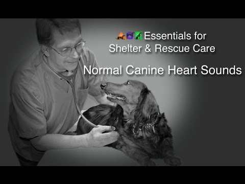 Video: Dog Abnormal Heart Rythym - Abnormal Heart Rythym Dog