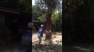 Cara Tebang Pokok di Malaysia Yang Simple