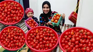 تخزين الطماطم لشهر رمضان احلا صلصه طماطم بمكونين فقط خزنت ٢٥كيلو طماطم