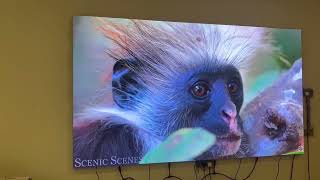 COB P1.25 135-Inch LED Display | 3m × 1.6875m Fine-Pitch LED Screen