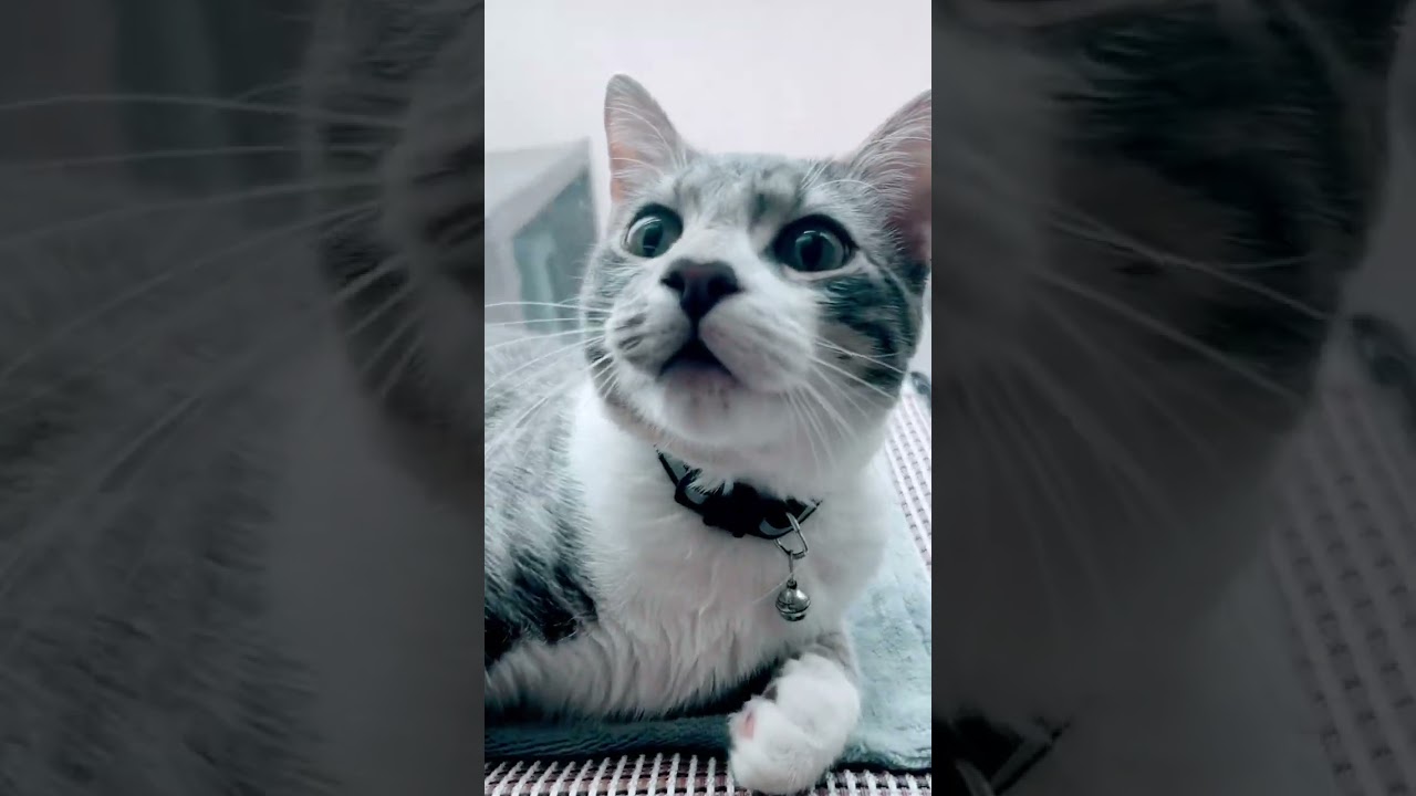 Get your cat a window perch - the best cat hammock 