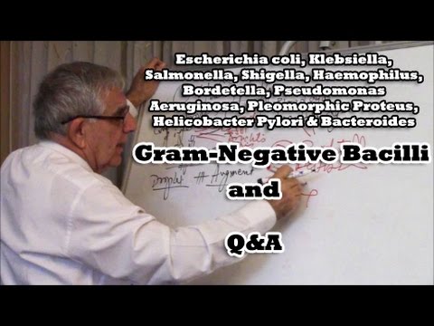 Gram-negative Bacilli