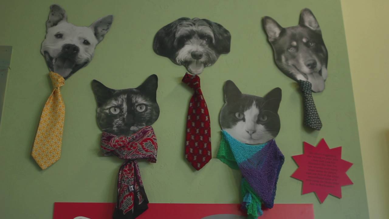 Introduction to PHS/SPCA