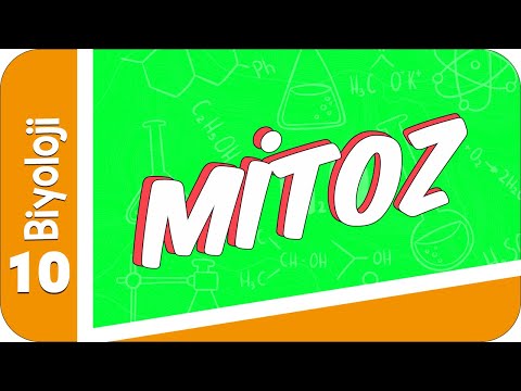 10. Sınıf Biyoloji: Mitoz #2022