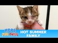 Frightened kittens were happy to be rescued by hope for paws  life is good now 