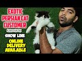 😽Exotic persian cat  in india | Four Coat Persian Cat| cat for sale | online delivery Persian 