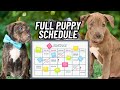 Setting up a puppy schedule routine tips for firsttime puppy owners