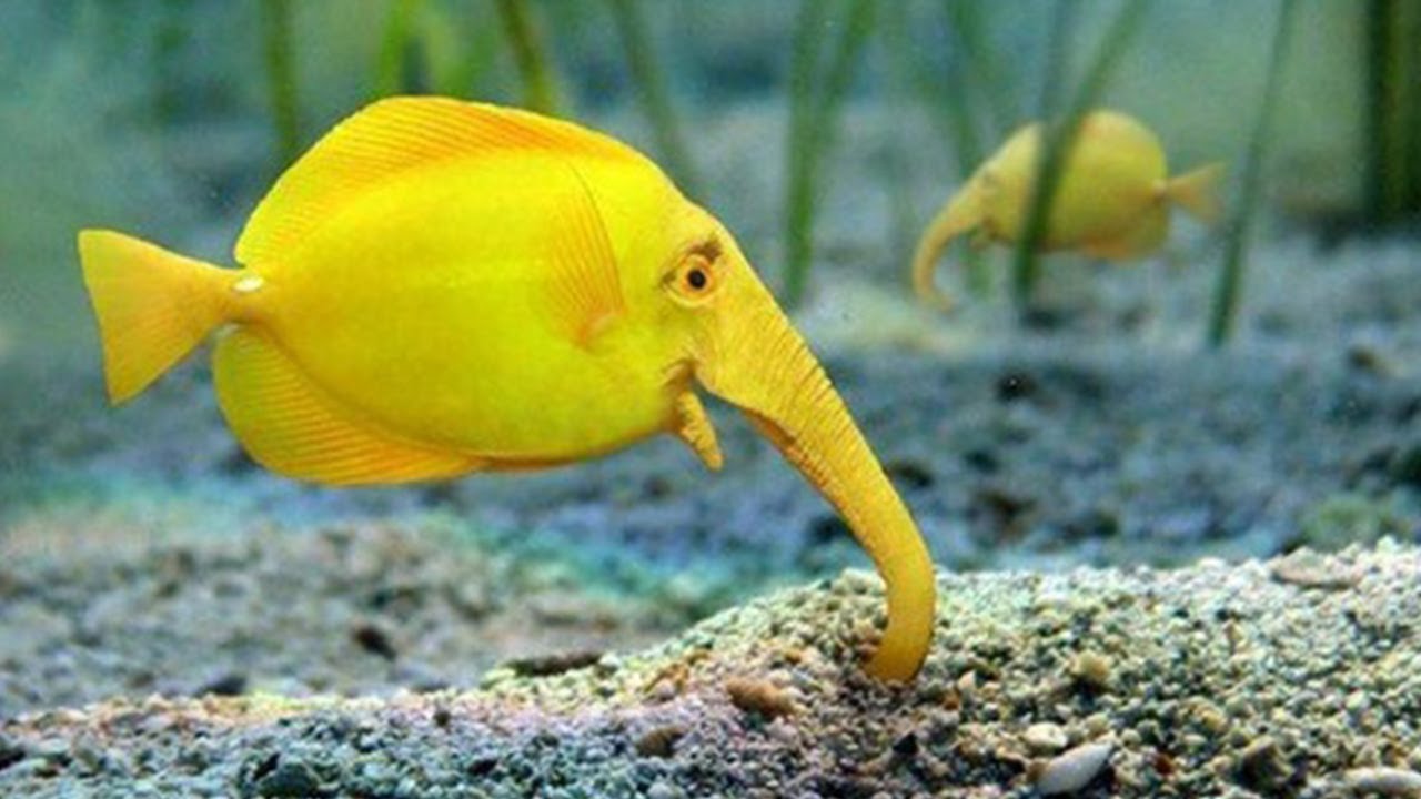 Most Beautiful Fishes From Around The World