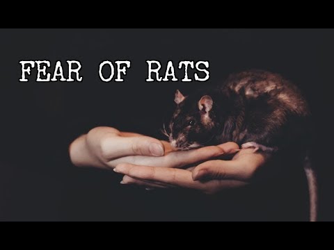 Страх крыс: фобии и их происхождение