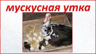 Мускусные утки // Индоутки // Первая часть(Это видео о содержании мускусных уток. Личный опыт. Вы попали на канал о жизни в деревне. Мы, Антон, Аля, дети..., 2016-04-14T21:10:30.000Z)