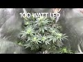 Crystal White by Spliff seeds 100 watt LED SF1000