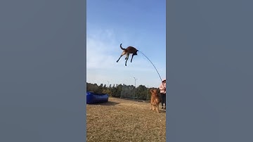 Thumbnail of Flying Dog! Chinese dog trainer's work
