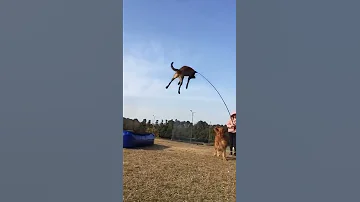 Flying Dog Chinese Dog Trainer S Work 