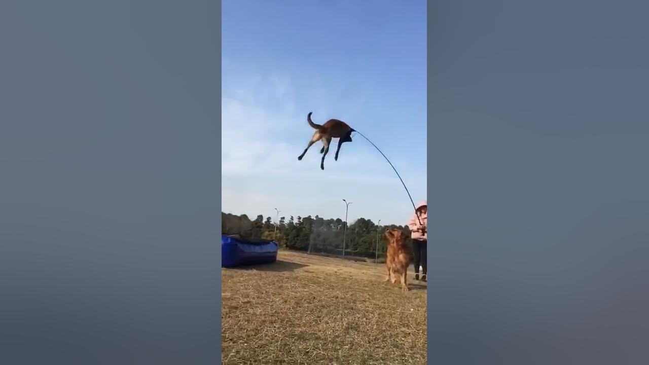 Flying Dog! Chinese dog trainer's work