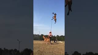Flying Dog! Chinese dog trainer's work