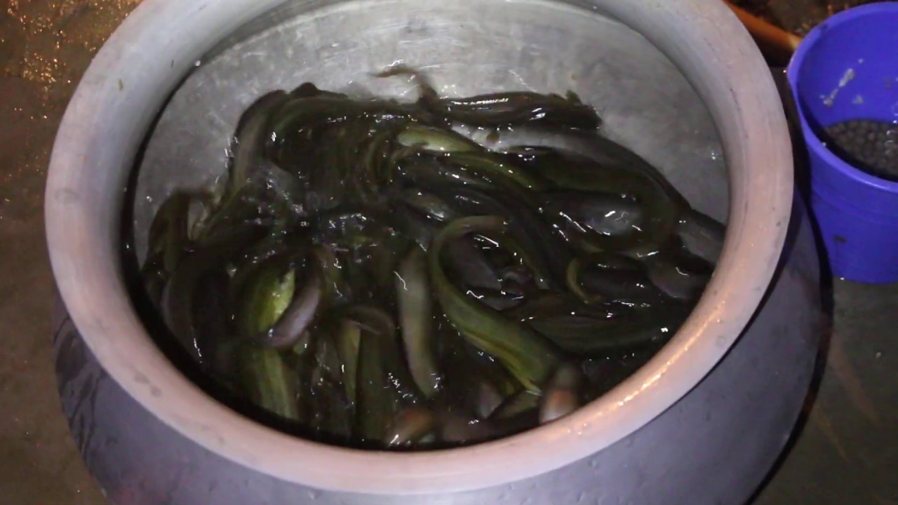 Hybrid Catfish Farming Business in India Million Catfish Eating Food in Pond হাইব্রিড মাগুর