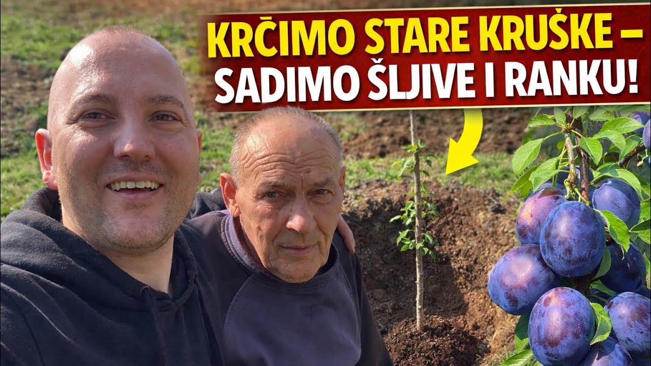 VADIMO STARE KRUŠKE I SADIMO ŠLJIVE ČAČANKE I CRVENU RANKU